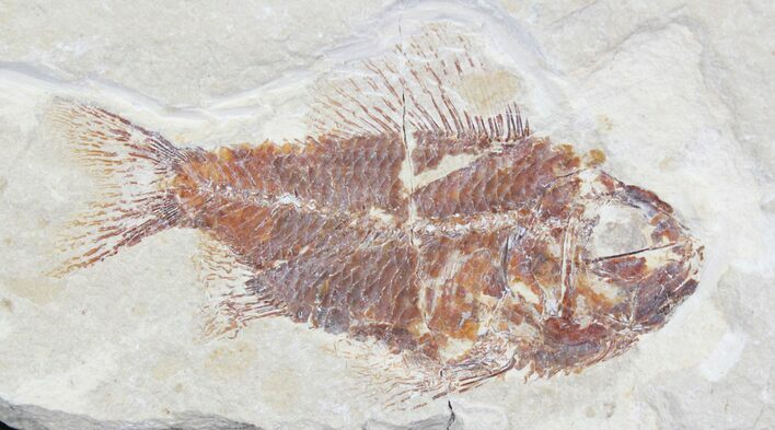 Ctenotherissa Fossil Fish - Lebanon #24009